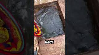 ¿Cómo salva una tortuga la vida de un cazador shortsvideo [upl. by Yadseut]