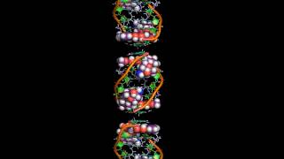 The intercalation of daunomycin [upl. by Nylrad]