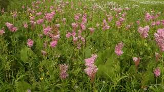 Queen of the Prairie Filipendula rubra in Southern Wisconsin [upl. by Bridwell]