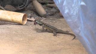 animal kingdom Lizard vs Cockroach Lagartixa X Barata [upl. by Biondo]