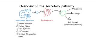 Overview of the secretory pathway [upl. by Alakim331]