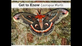 Get to Know the Cecropia Moth  Part 2 [upl. by Ojiram]