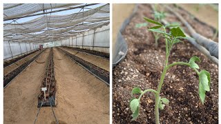 How to Grow Tomato in Soilless Media Tomato Cultivation Soilless Farming1 [upl. by Hendren]