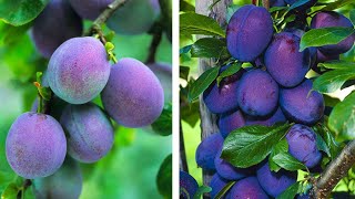 How to Plant Plums Easy Fruit Growing Guide [upl. by Rudwik]