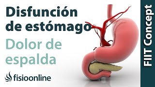 Disfunciones de estómago y dolor de espalda dorsal cervical hombro  Causas y tratamiento [upl. by Donald]