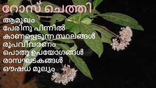 റോസ് ചെത്തി  Ixora elongata  Ixora pedunculata  Rosy Ixora  African Ixora  Rubiaceae [upl. by Aiuqat157]