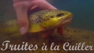 Truites à la Cuiller dans un petit Ruisseau presque à Sec HD [upl. by Yuri]