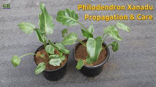 Philodendron xanadu propagation and care [upl. by Tiffy]