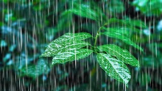 Rainfall on Forest Foliage  Rainstorm Sounds for Sleeping [upl. by Reinaldo]