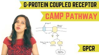 cAMP PATHWAY  GPROTEIN COUPLED RECEPTOR GPCR [upl. by Hong979]