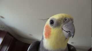 Cockatiel sings heartfelt song right into camera  super cute [upl. by Notsruht]