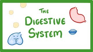 GCSE Biology  Digestive System 18 [upl. by Ylnevaeh368]