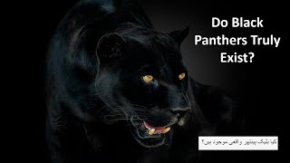 Do Black Panthers Truly Exist [upl. by Ylevol]