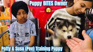 Aggressive Puppy BITES Owner🫣 [upl. by Allit]