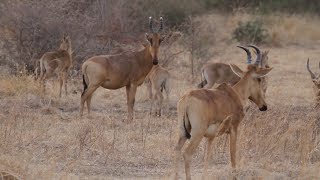 Doodsbenoud Red hartebeest [upl. by Ime]