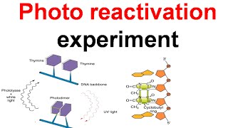 Photo reactivation experiment [upl. by Ardnua682]