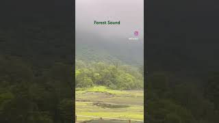 Forest Sound  Jungle Sound  forests forestsounds jungle junglesafari junglesounds [upl. by Placida825]