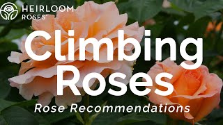 Climbing Roses  Rose Recommendations [upl. by Lorita]