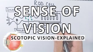 Sense Of Vision  Scotopic Vision Detailed  Photoreceptor Cells [upl. by Krawczyk461]