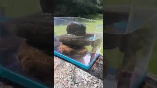 natural aquascaping free budget aquarium aquascape telugu short [upl. by Adohr]