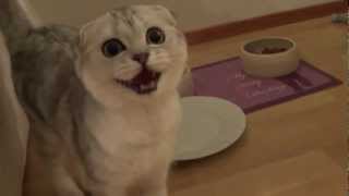 Scottish fold kitten meowing for food [upl. by Button]