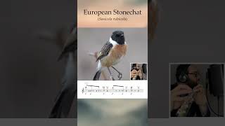 European Stonechat Flute and Synth [upl. by Popele756]