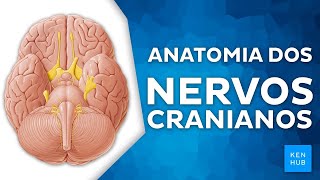 Nervos cranianos funções ramos e trajetos  Anatomia Humana  Kenhub [upl. by Susann]