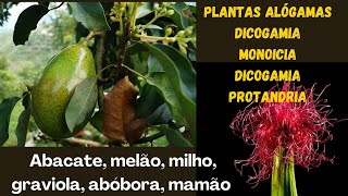 Plantas alógamas Dioicia Dicogamia monoicia Protandria em abacate mamão milho graviola abóbora [upl. by Teador]