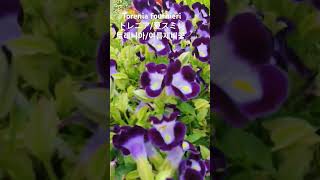 Torenia fournieri 꽃말quot가련한 욕망quot ナツスミレトレニアTorenia flowers토레니아여름제비꽃 flower name 花の名前 꽃이름 꽃말 [upl. by Nosaes15]