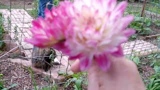 Peas Dahlias Verbena and Kitty Cats [upl. by Pat984]