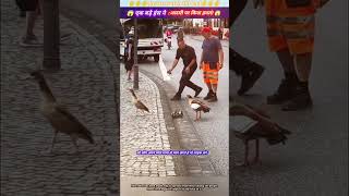 एक बड़े हंस ने आदमी पर किया हमला 😱🙏 animal animals animallover animalrescue duck [upl. by Cadman998]