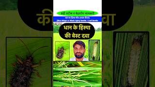 धान में हिस्पा किट की इल्ली की बेस्ट दवा  Rice hispa in paddy bhartiyakisan shorts paddy dhan [upl. by Vasti]