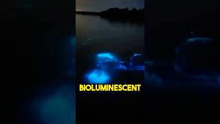 Glowing water 🌊✨Bioluminescence OceanMagic SwimInGlow shorts lucamartinezfl [upl. by Treat]