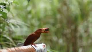 リュウキュウアカショウビン 奄美の野鳥 Ruddy Kingfisher 赤翡翠 [upl. by Aneba720]