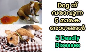 5 deadly dog diseases  distemper  parvo  rabies  vaccination  നായയെ വളര്‍ത്തുന്നവര്‍ അറിയാന്‍ [upl. by Bowyer17]