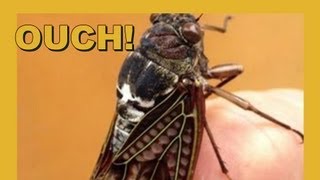 Ouch Drilled By Cicada [upl. by Chobot]