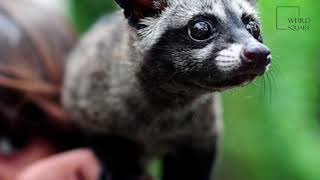 Interesting facts about Asian palm civet by weird square [upl. by Llerdnod]