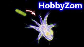 Copepod nauplius larval stage demonstrates its FEEDING CURRENT [upl. by Adnilrem7]