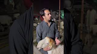 Qurbani k janwar per Zulam part 2viral ytshorts story shorts [upl. by Leary]