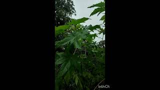 The Miracle Plant Ricinus Communis [upl. by Yrram]