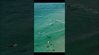 Surfing crystal clear waters of Cabarita Beach Byron Bay in Nth NSW surf surfing [upl. by Arihday]