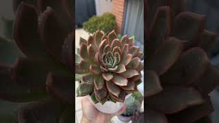 Agavoides rose❤️🌺❤️ [upl. by Coleville]