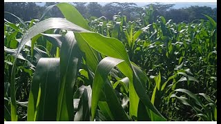 How to Grow Maize for High Yield Maize Farming  Part I [upl. by Lagasse]