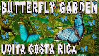 Uvita Butterfly Garden Blue Morpho Butterflies in slow motion  Costa Rica [upl. by Soirtimid]