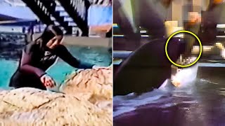 The Tragic Killer Whale Attack On Tamarie Tollison Actual Footage [upl. by Cahilly]