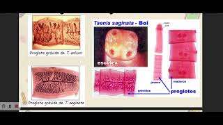 11ª Aula  Helmintos  Classe Trematoda e Cestoda  Parte II [upl. by Tay]