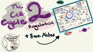 Cyclins and CDKs in the REGULATION OF THE CELL CYCLE Retinoblastoma CMYC P53 and CDK inhibitors [upl. by Ydniahs]