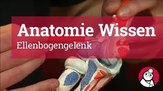 AnatomieWissen Ellenbogengelenk [upl. by Arahsit292]