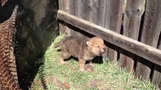 Wolf cub howling [upl. by Marsiella]