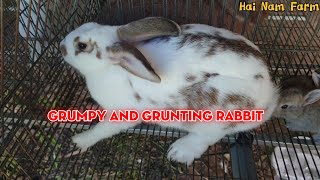 Grumpy and grunting rabbit  thỏ cộc cằn càu nhàu hung dữ [upl. by Sinclair]